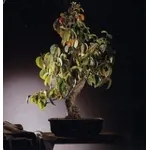 Cydonia bonsai