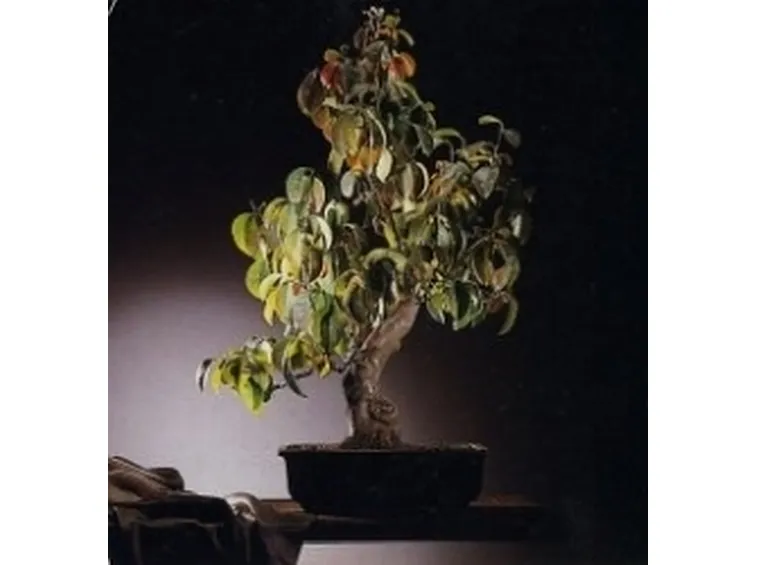 Cydonia bonsai