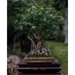 Ficus retusa