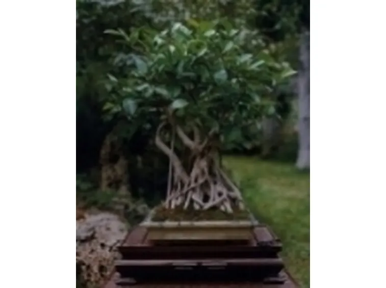 Ficus retusa