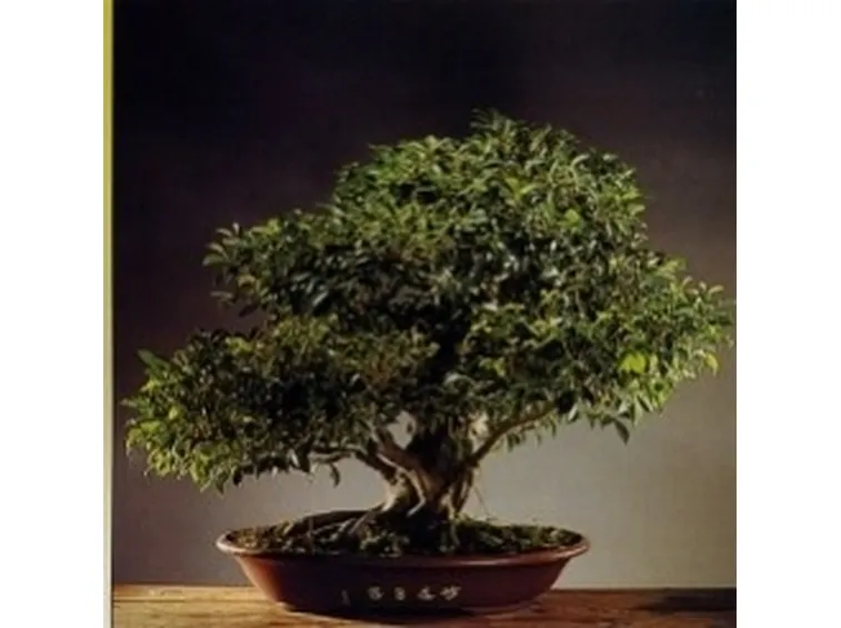 Ficus retusa