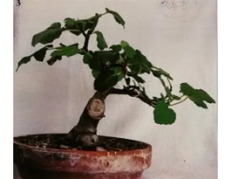 Fico bonsai