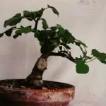 Fico bonsai
