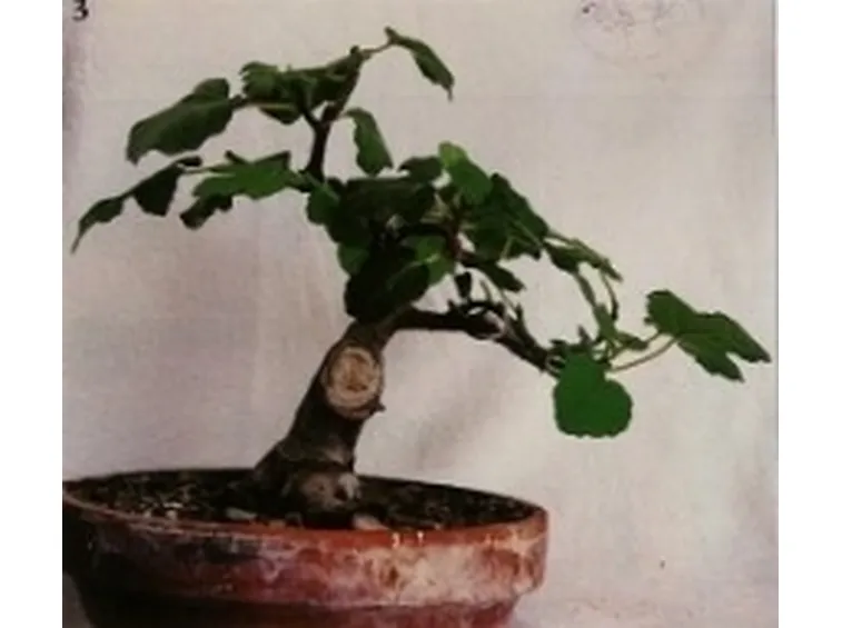 Fico bonsai