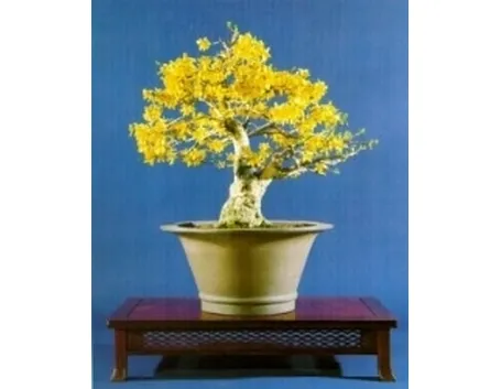 Forsizia bonsai