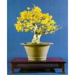 Forsizia bonsai