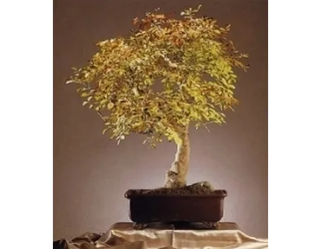 Frassino bonsai