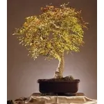 Frassino bonsai