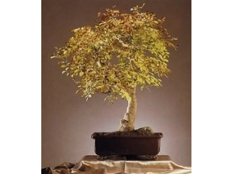 Frassino bonsai