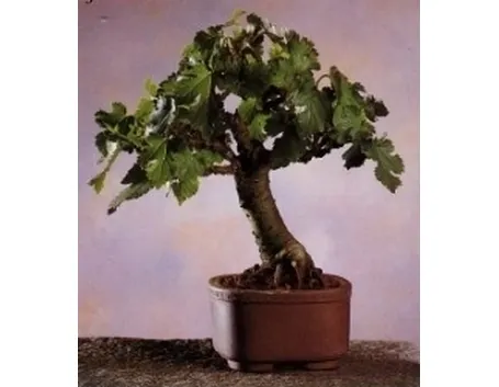 gelso bonsai