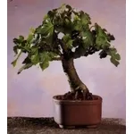 gelso bonsai
