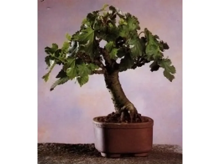 gelso bonsai