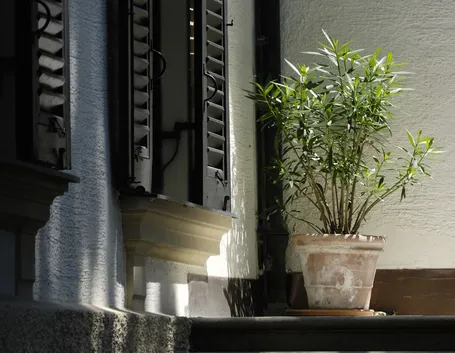 ginco bonsai