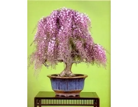 Glicine bonsai