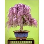 Glicine bonsai