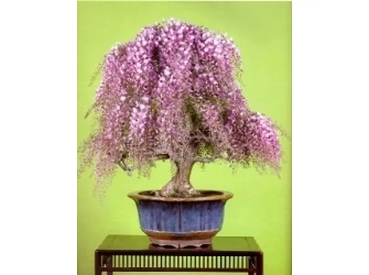 Glicine bonsai
