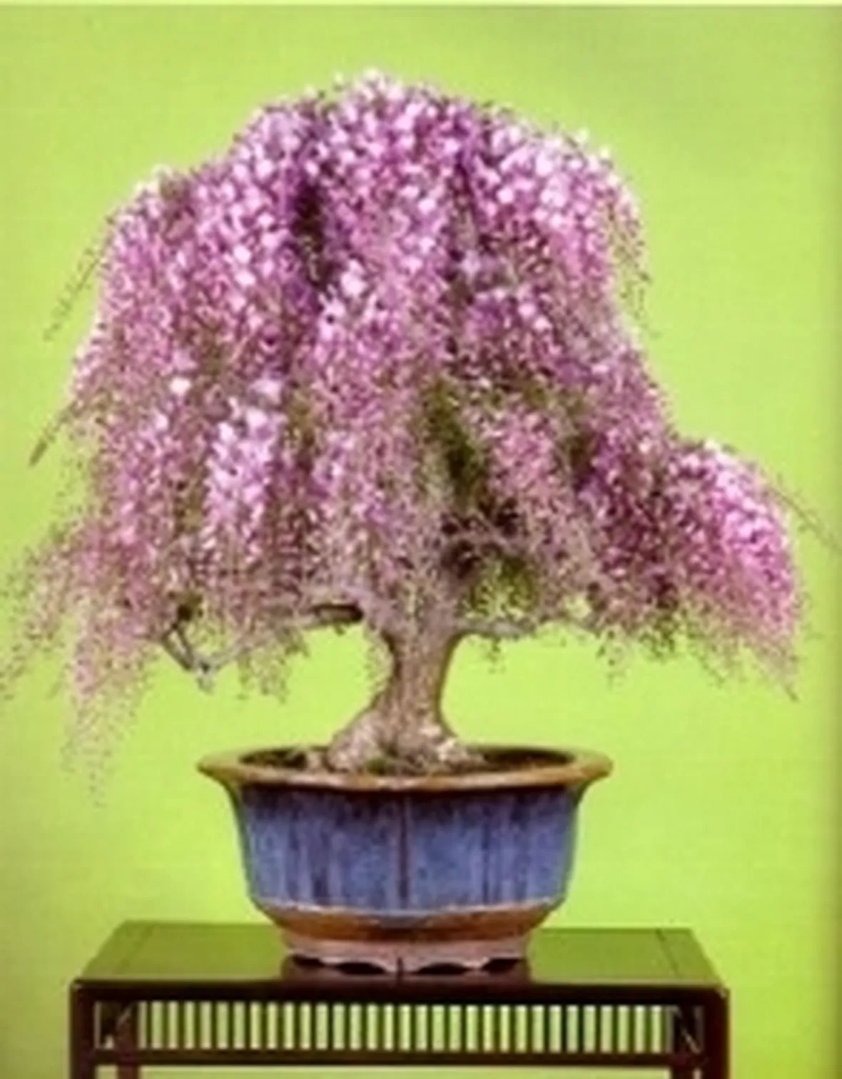 Glicine bonsai