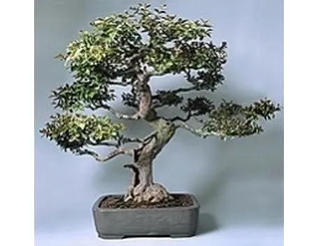 Lagestroemia bonsai