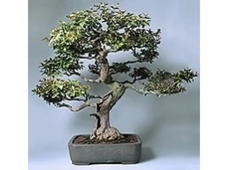 Lagestroemia bonsai