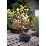 malus