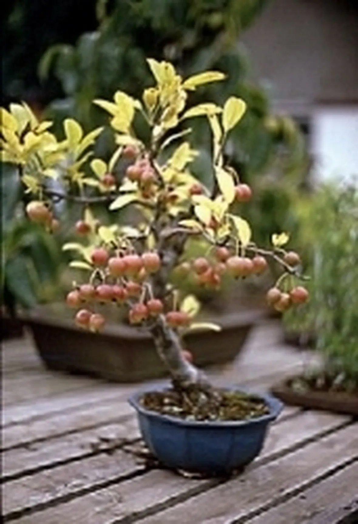 malus
