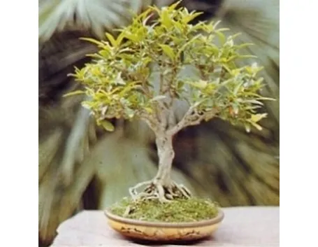 bonsai melograno