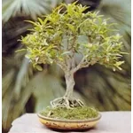 bonsai melograno