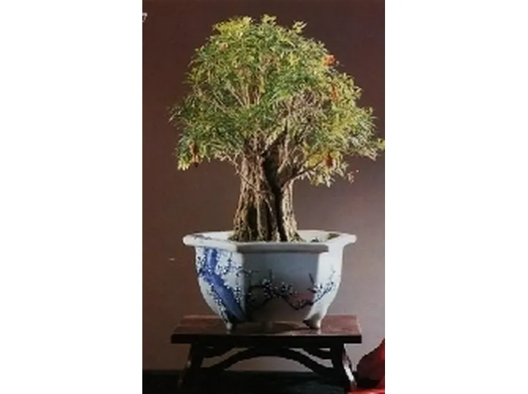bonsai melograno