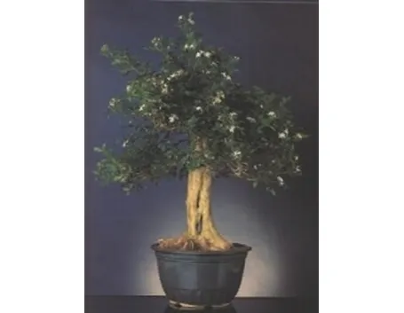 Murraia bonsai