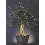 Murraia bonsai