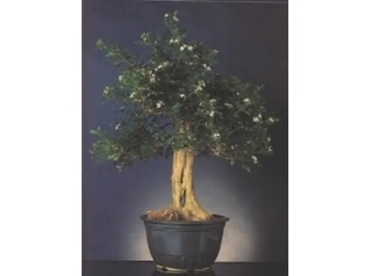 Murraia bonsai