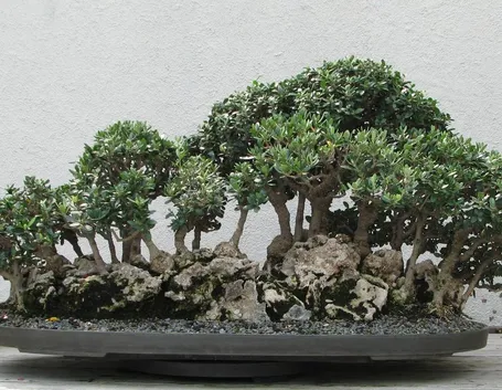 Ulivo Bonsai