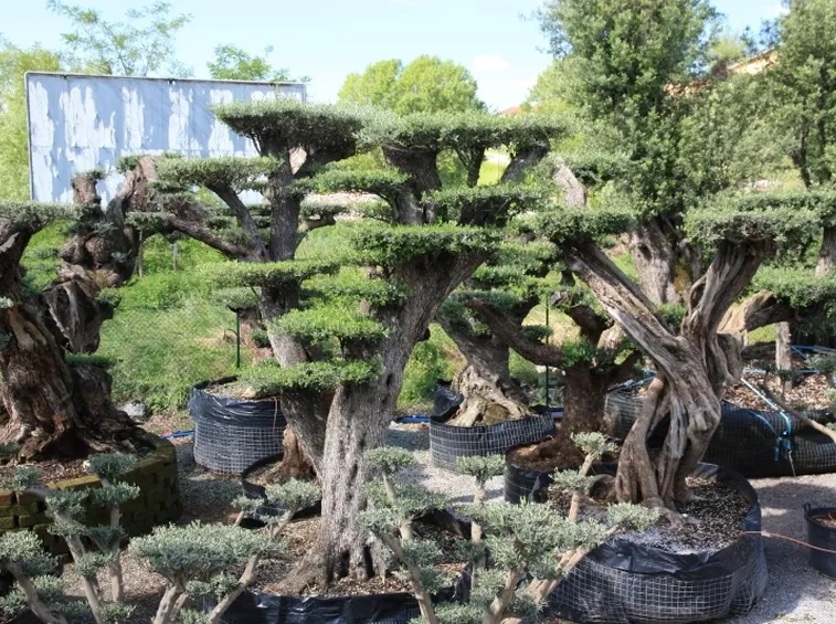 Ulivo Bonsai