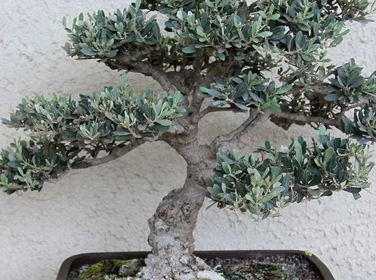 Ulivo Bonsai