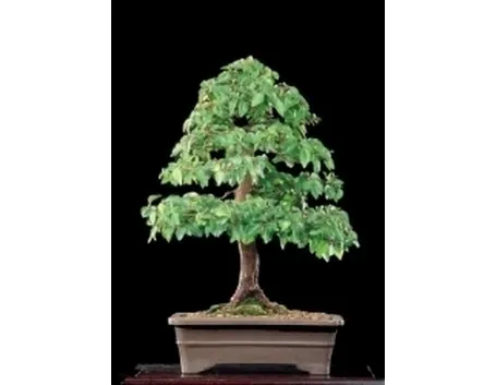 olmo bonsai