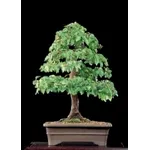 olmo bonsai