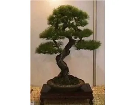 bonsai picea