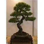 bonsai picea
