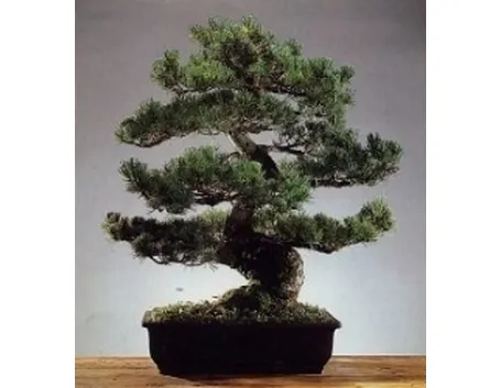 Pino bonsai