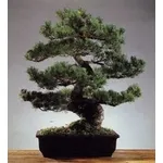 Pino bonsai