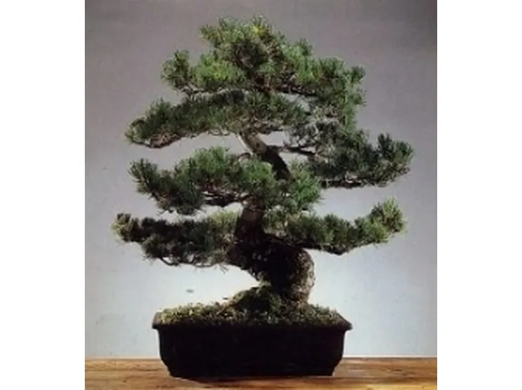 Pino bonsai