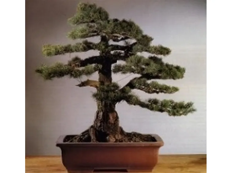 Pino bonsai