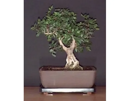 Pistacchio bonsai