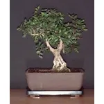 Pistacchio bonsai