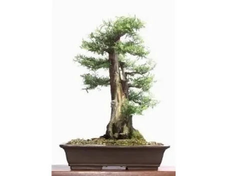 Podocarpo bonsai