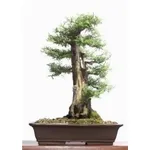 Podocarpo bonsai