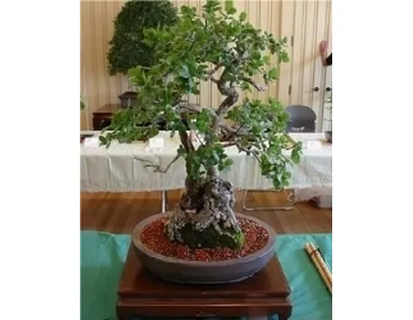 Quercia bonsai