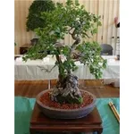 Quercia bonsai