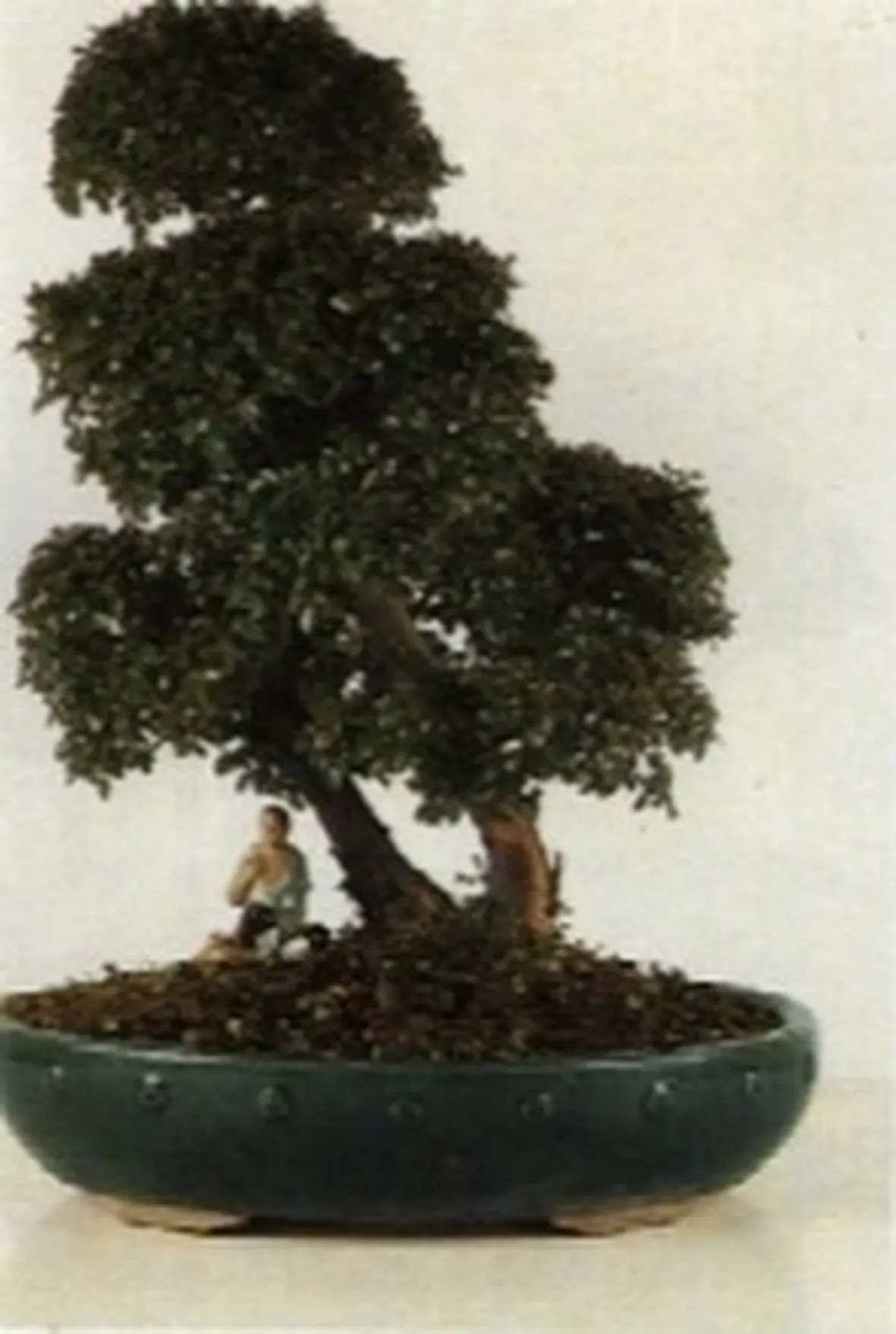 Sagerezia