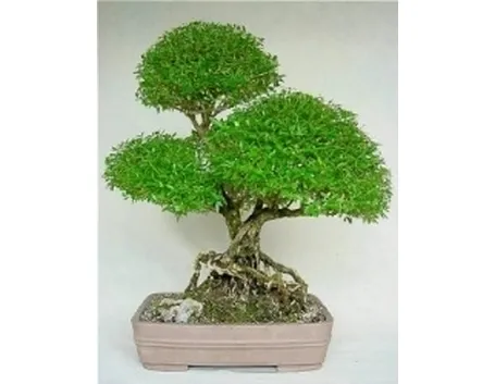 Serissa bonsai